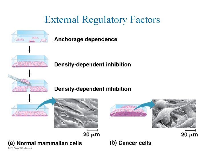 External Regulatory Factors 