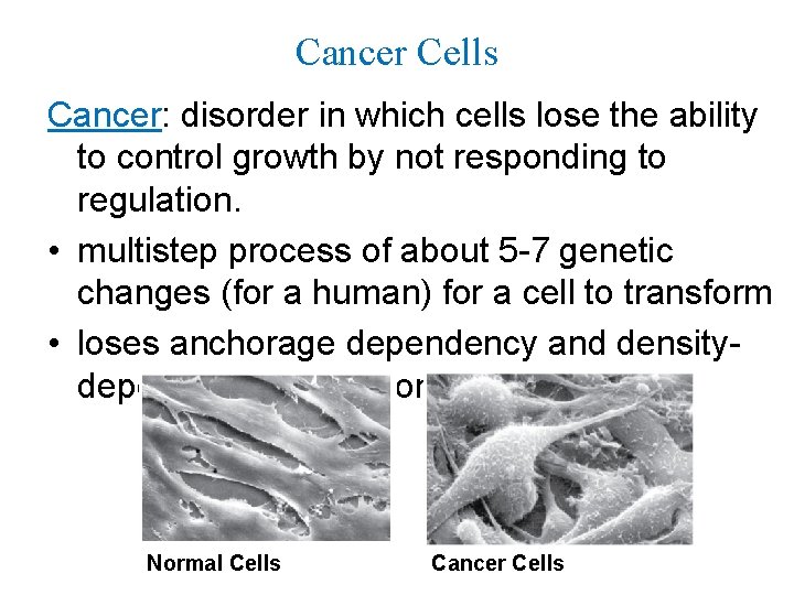 Cancer Cells Cancer: disorder in which cells lose the ability to control growth by