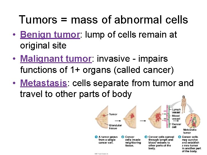 Tumors = mass of abnormal cells • Benign tumor: lump of cells remain at
