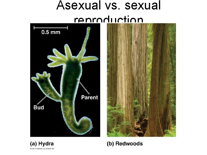Asexual vs. sexual reproduction 