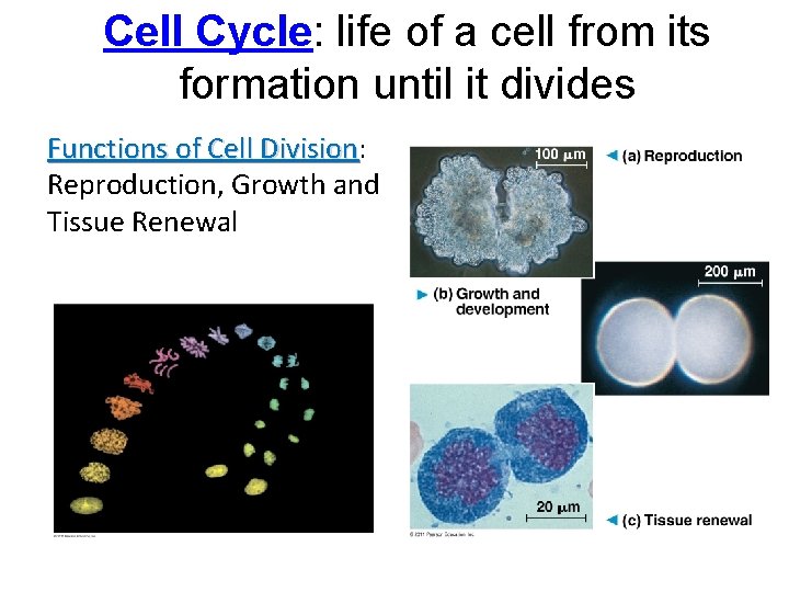 Cell Cycle: life of a cell from its formation until it divides Functions of