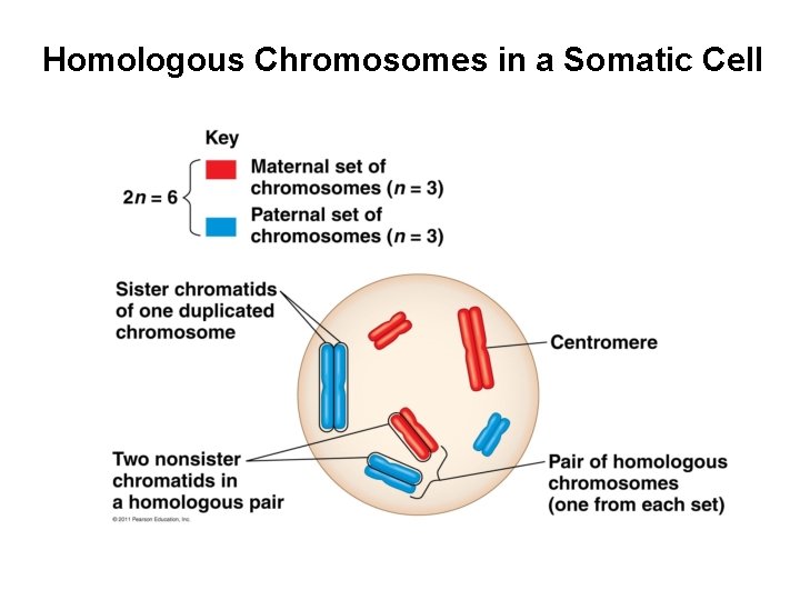 Homologous Chromosomes in a Somatic Cell 