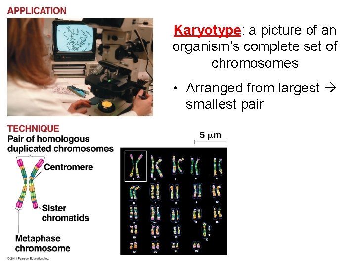 Karyotype: a picture of an organism’s complete set of chromosomes • Arranged from largest