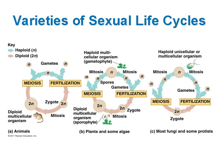 Varieties of Sexual Life Cycles 