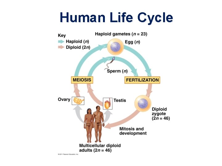 Human Life Cycle 