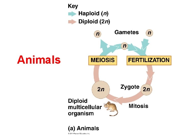 Animals 