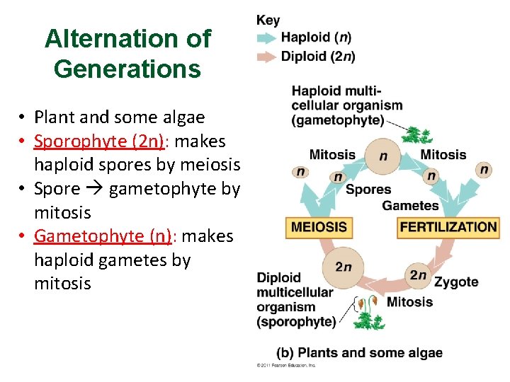 Alternation of Generations • Plant and some algae • Sporophyte (2 n): makes haploid