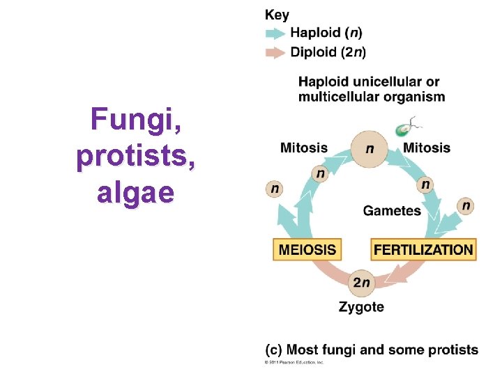 Fungi, protists, algae 
