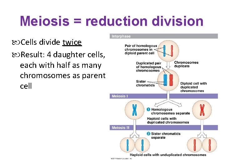 Meiosis = reduction division Cells divide twice Result: 4 daughter cells, each with half