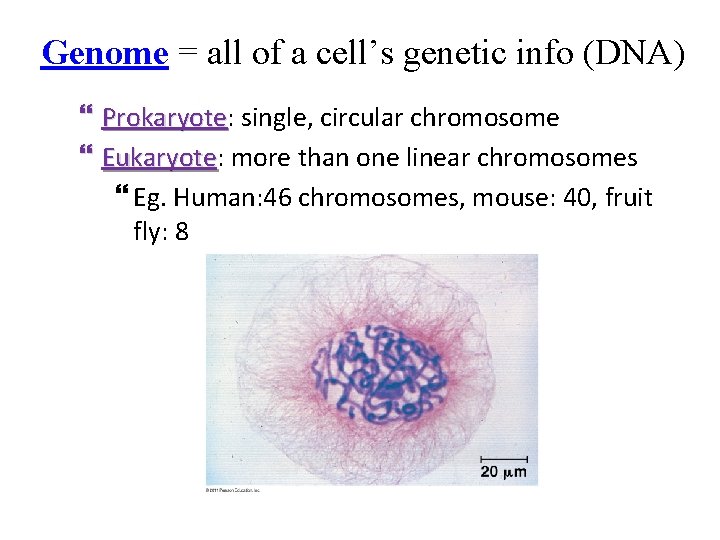 Genome = all of a cell’s genetic info (DNA) Prokaryote: Prokaryote single, circular chromosome