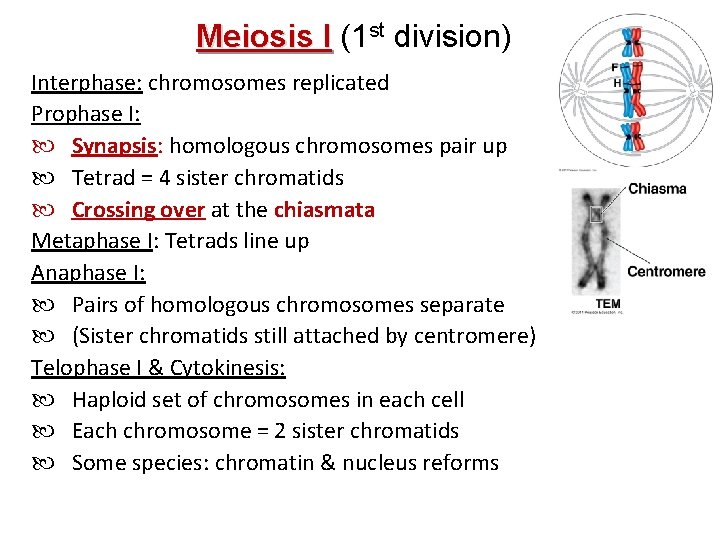 Meiosis I (1 st division) Interphase: chromosomes replicated Prophase I: Synapsis: homologous chromosomes pair