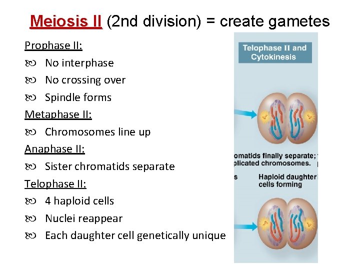 Meiosis II (2 nd division) = create gametes Prophase II: No interphase No crossing