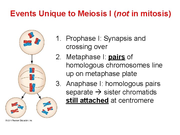 Events Unique to Meiosis I (not in mitosis) 1. Prophase I: Synapsis and crossing