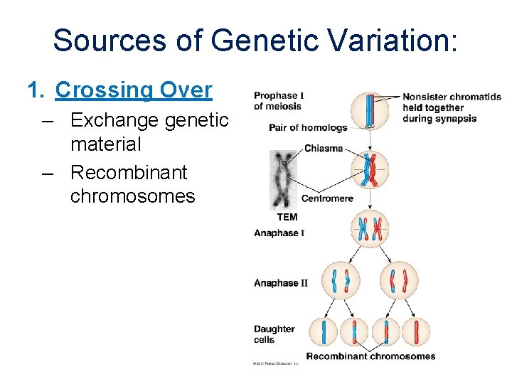 Sources of Genetic Variation: 1. Crossing Over – Exchange genetic material – Recombinant chromosomes