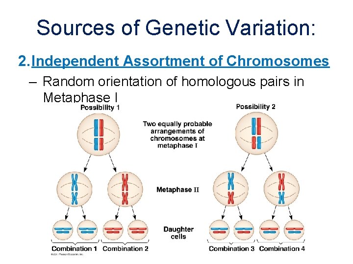Sources of Genetic Variation: 2. Independent Assortment of Chromosomes – Random orientation of homologous