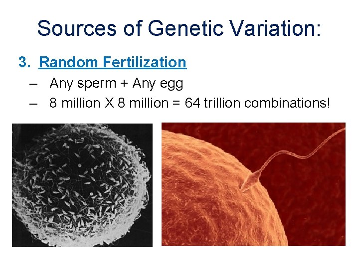 Sources of Genetic Variation: 3. Random Fertilization – Any sperm + Any egg –