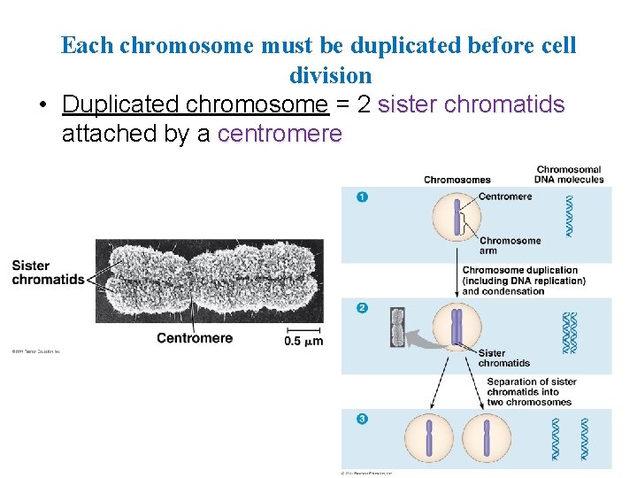 Each chromosome must be duplicated before cell division • Duplicated chromosome = 2 sister