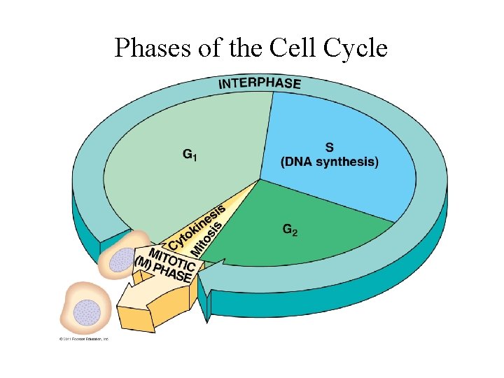 Phases of the Cell Cycle 