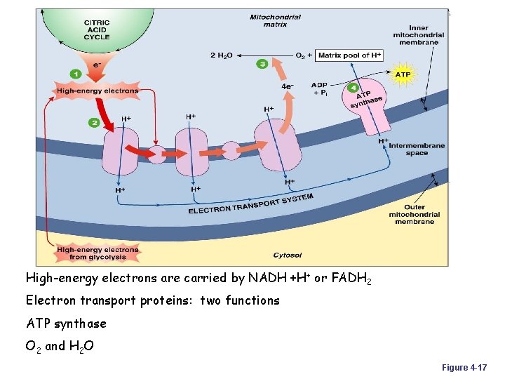 High-energy electrons are carried by NADH +H+ or FADH 2 Electron transport proteins: two