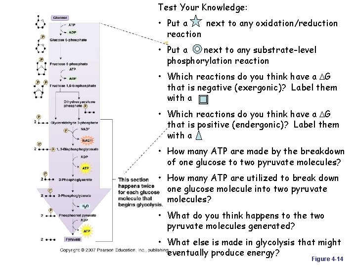 Test Your Knowledge: • Put a next to any oxidation/reduction reaction • Put a