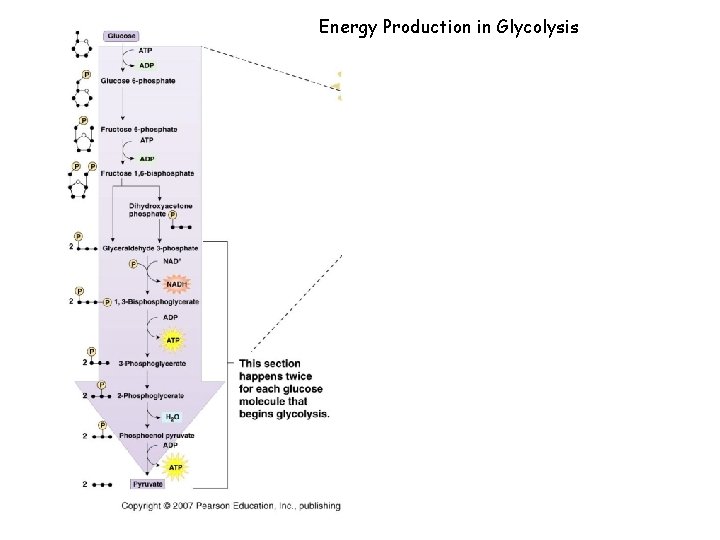 Energy Production in Glycolysis 