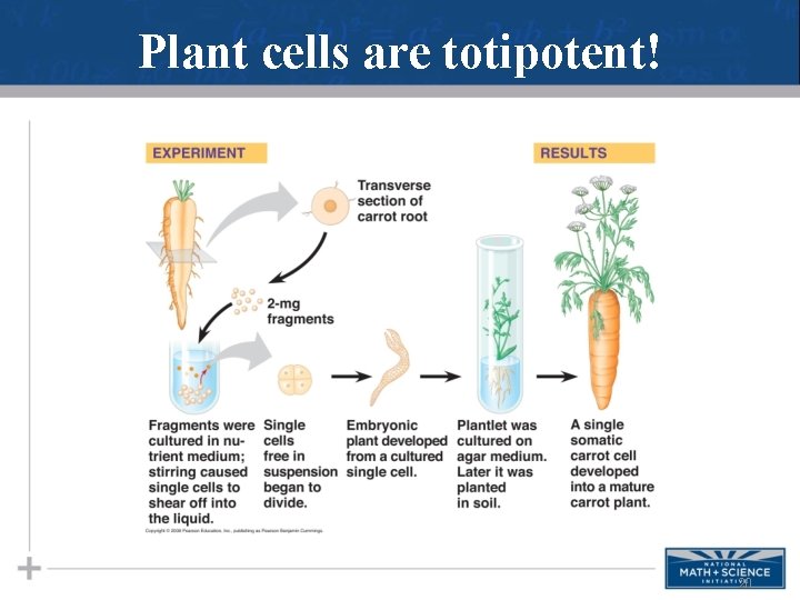 Plant cells are totipotent! 20 