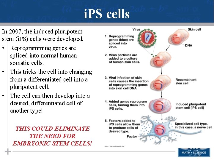 i. PS cells In 2007, the induced pluripotent stem (i. PS) cells were developed.