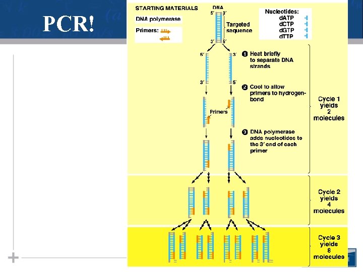 PCR! 29 