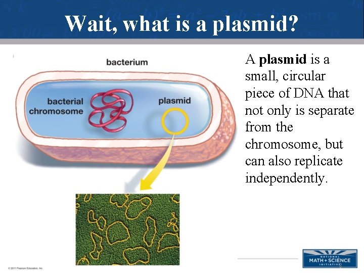 Wait, what is a plasmid? A plasmid is a small, circular piece of DNA