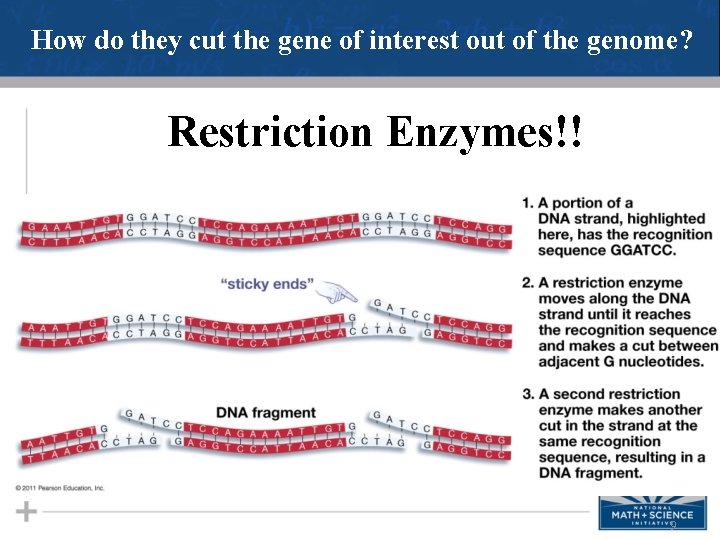 How do they cut the gene of interest out of the genome? Restriction Enzymes!!