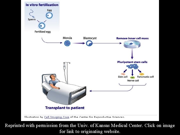 Reprinted with permission from the Univ. of Kansas Medical Center. Click on image for