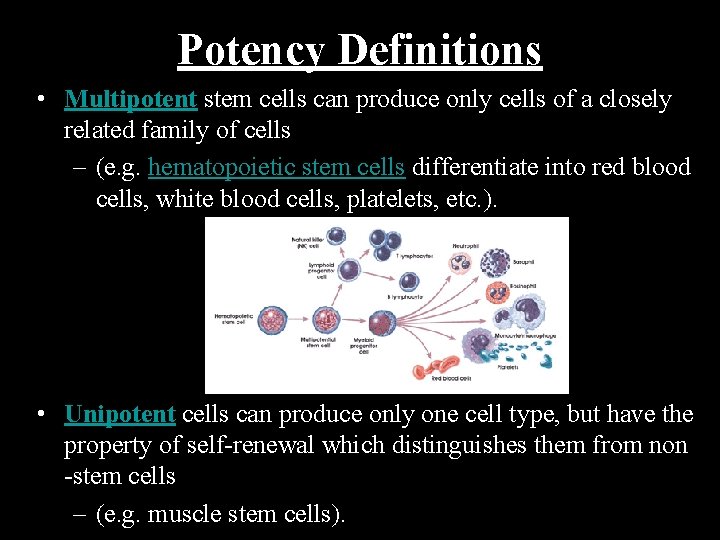 Potency Definitions • Multipotent stem cells can produce only cells of a closely related