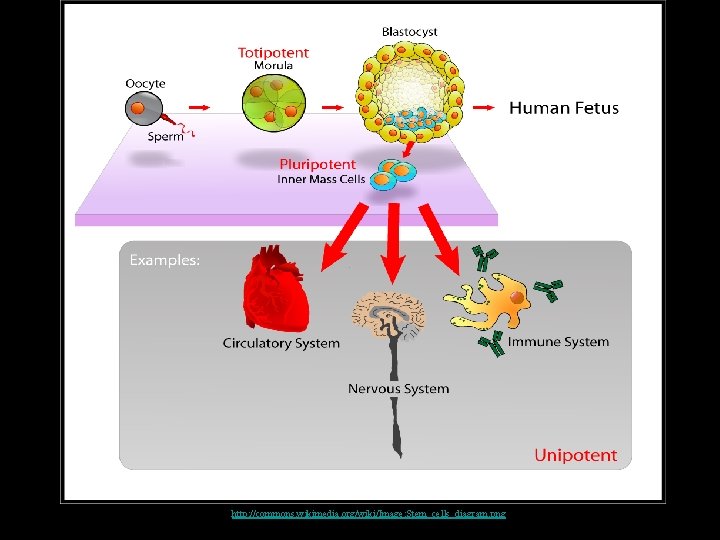 http: //commons. wikimedia. org/wiki/Image: Stem_cells_diagram. png 