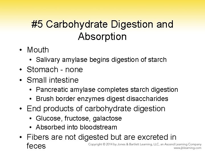 #5 Carbohydrate Digestion and Absorption • Mouth • Salivary amylase begins digestion of starch