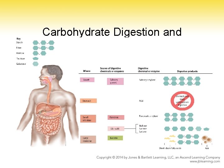 Carbohydrate Digestion and Absorption Carbohydrate Digestion and Absorption
