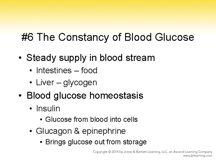 #6 The Constancy of Blood Glucose • Steady supply in blood stream • Intestines