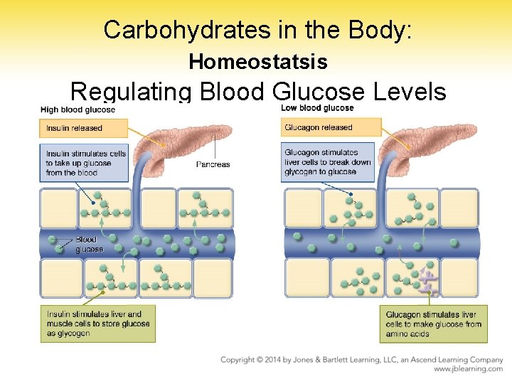 Carbohydrates in the Body: Homeostatsis Regulating Blood Glucose Levels Carbohydrates in the Body: Homeostatsis Regulating Blood Glucose Levels