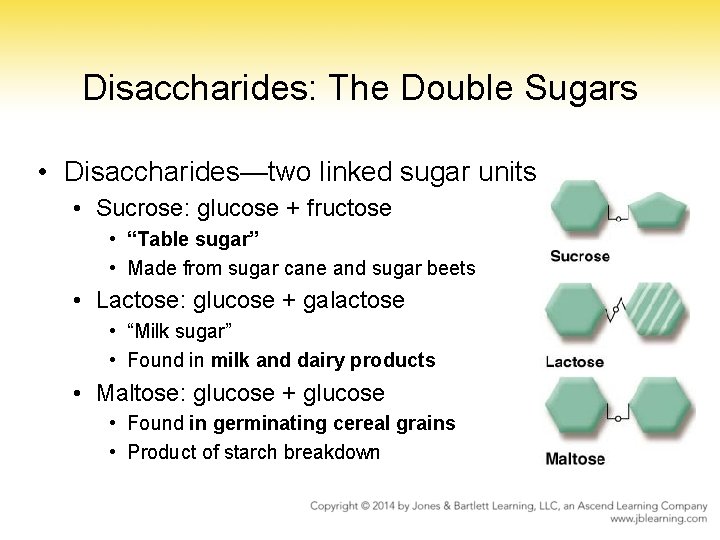 Disaccharides: The Double Sugars • Disaccharides—two linked sugar units • Sucrose: glucose + fructose