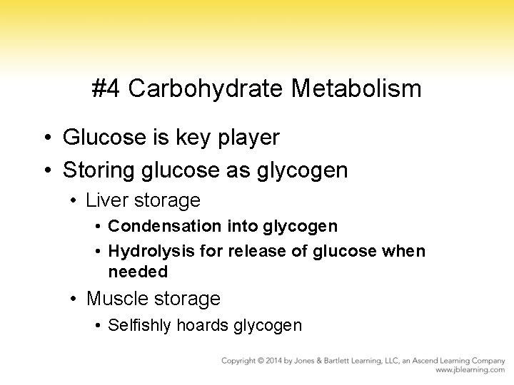 #4 Carbohydrate Metabolism • Glucose is key player • Storing glucose as glycogen •