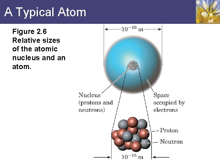 A Typical Atom Figure 2. 6 Relative sizes of the atomic nucleus and an