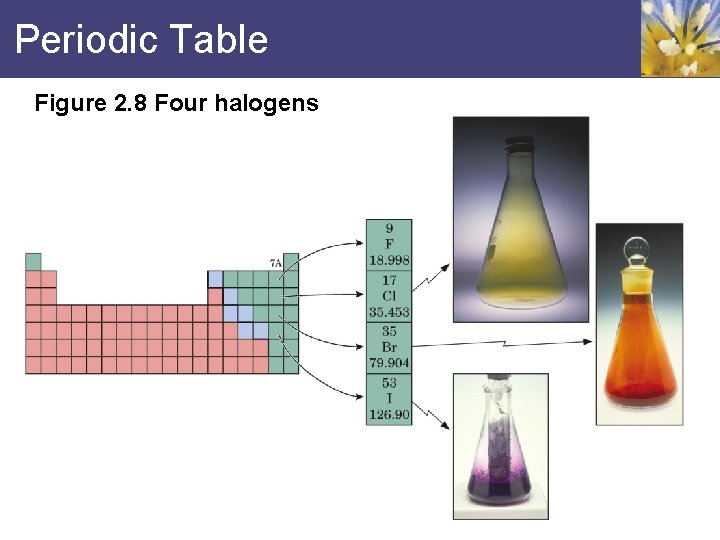 Periodic Table Figure 2. 8 Four halogens 