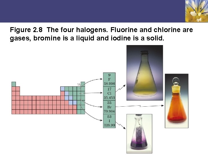 Figure 2. 8 The four halogens. Fluorine and chlorine are gases, bromine is a