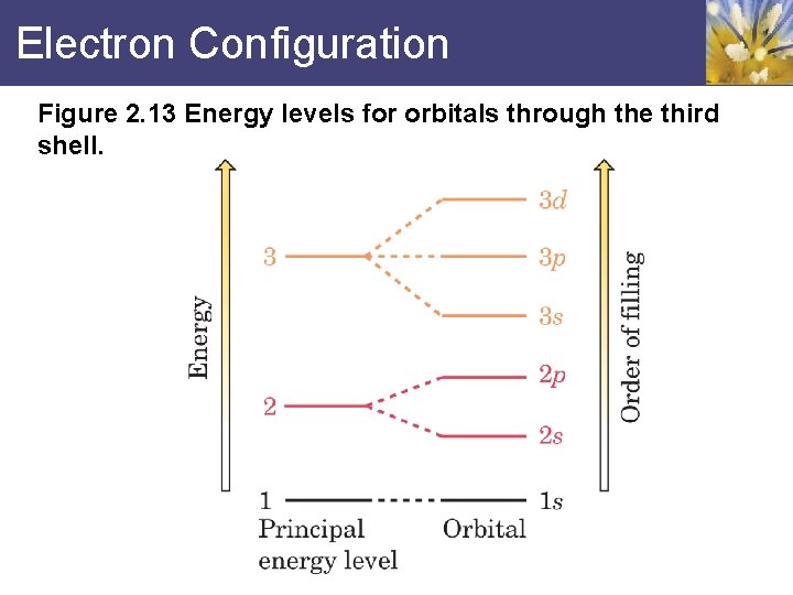 Electron Configuration Figure 2. 13 Energy levels for orbitals through the third shell. 