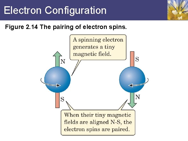 Electron Configuration Figure 2. 14 The pairing of electron spins. 