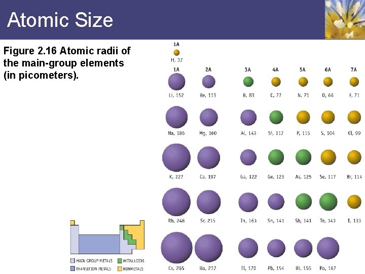 Atomic Size Figure 2. 16 Atomic radii of the main-group elements (in picometers). 