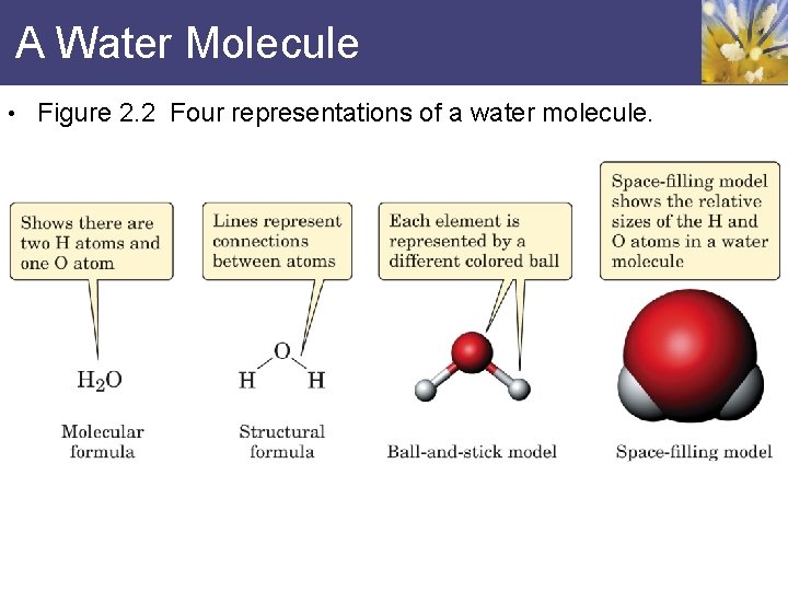A Water Molecule • Figure 2. 2 Four representations of a water molecule. 