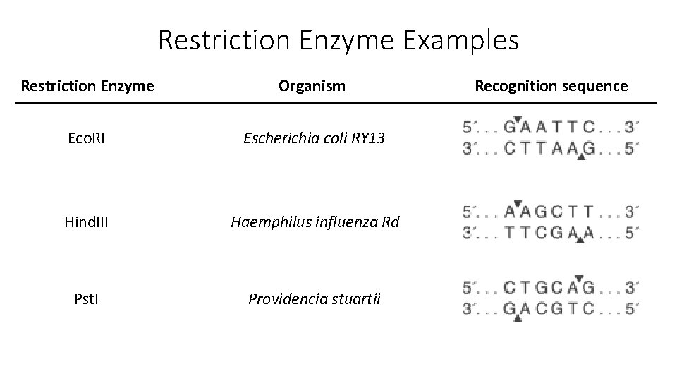 Restriction Enzyme Examples Restriction Enzyme Organism Eco. RI Escherichia coli RY 13 Hind. III