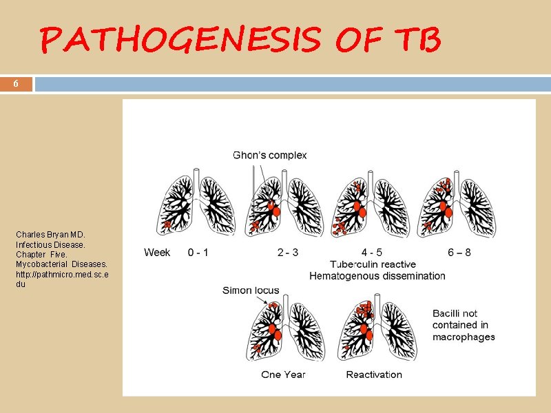 PATHOGENESIS OF TB 6 Charles Bryan MD. Infectious Disease. Chapter Five. Mycobacterial Diseases. http: