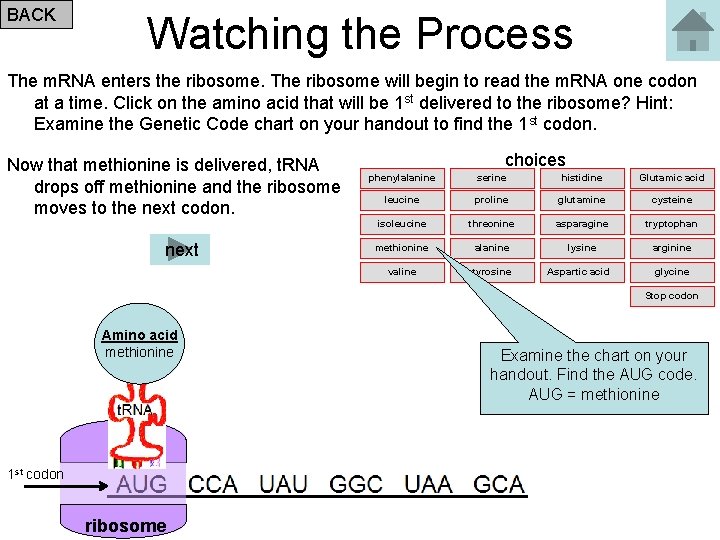 BACK Watching the Process The m. RNA enters the ribosome. The ribosome will begin