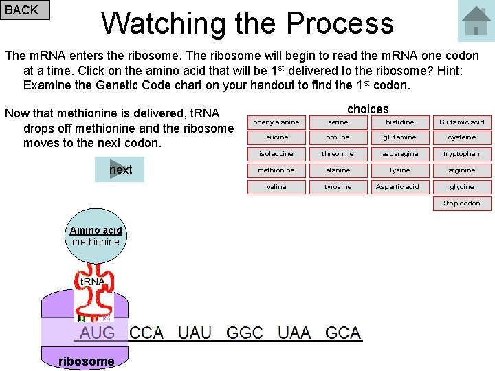 BACK Watching the Process The m. RNA enters the ribosome. The ribosome will begin